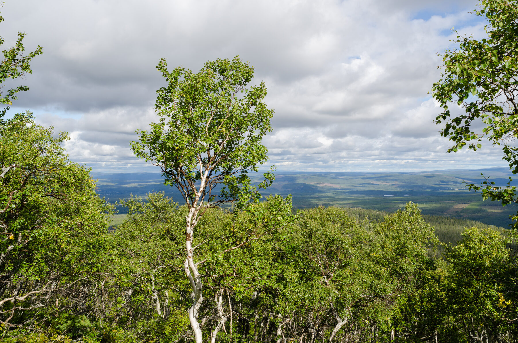 Sonfjällets fjäll i höstfärger